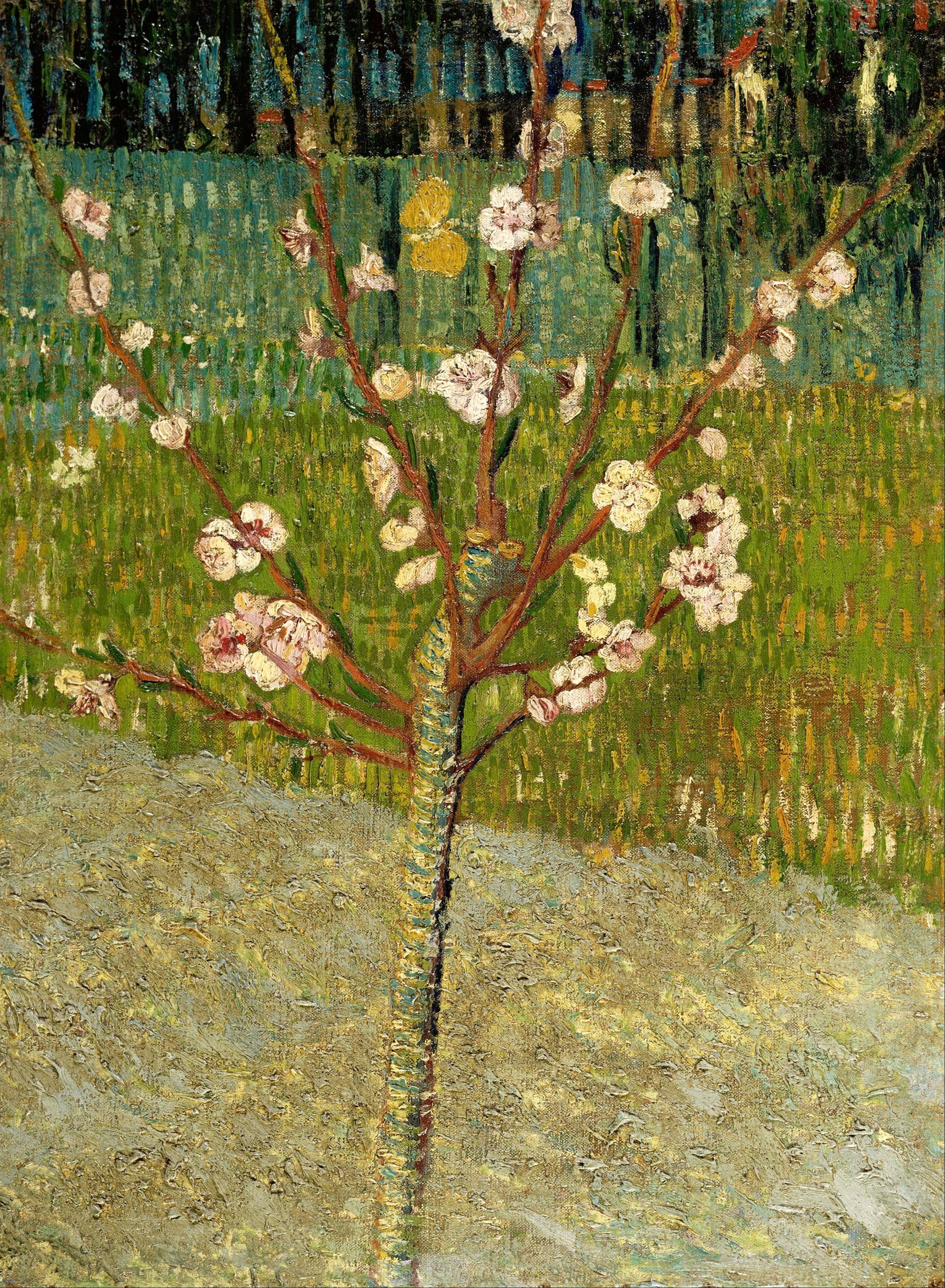 《盛开的杏树》（Almond Blossom）｜文森特·梵高 Vincent van Gogh｜1888