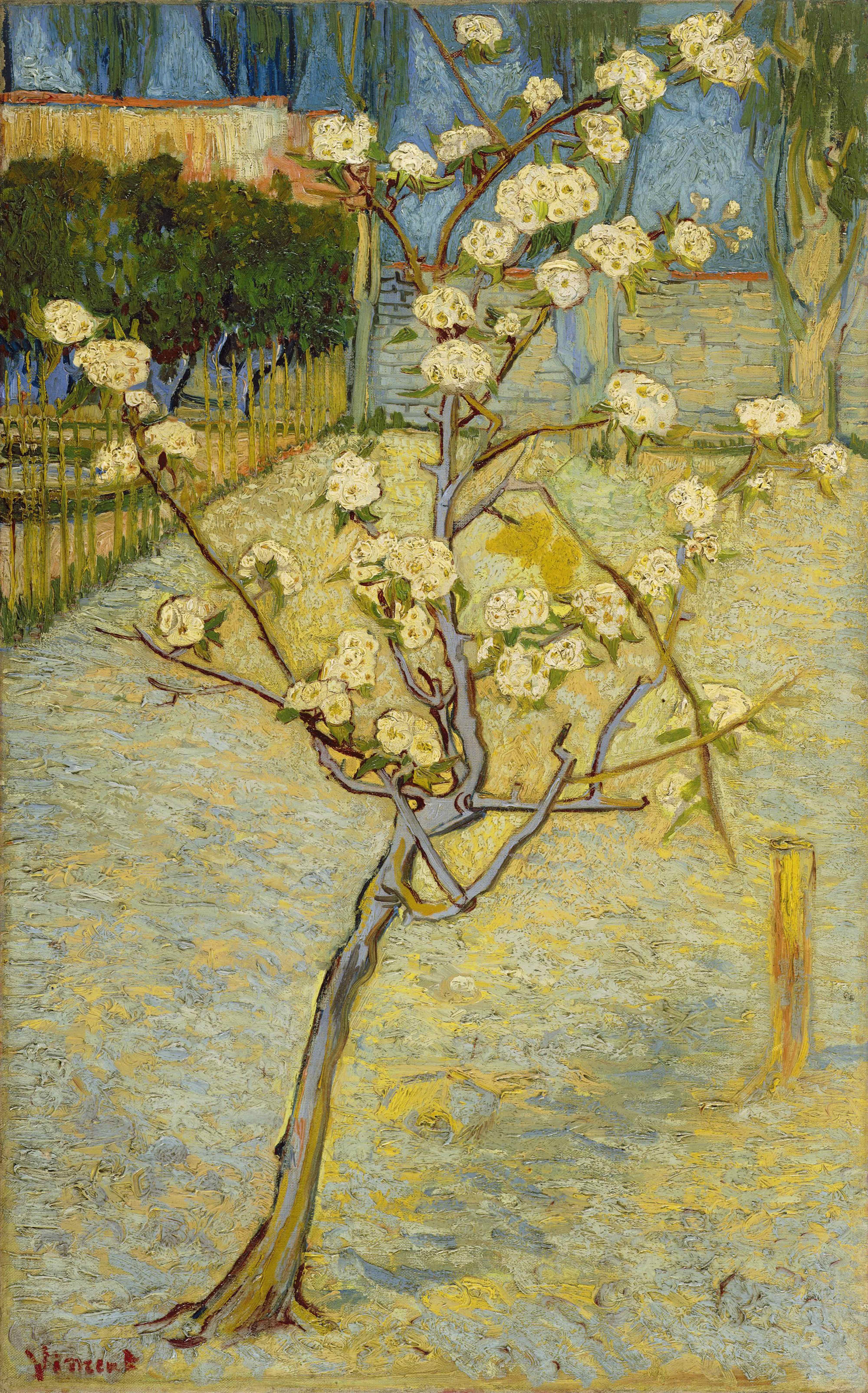 《开花的小梨树》（Small Pear Tree in Blossom）｜文森特·梵高 Vincent van Gogh｜1888