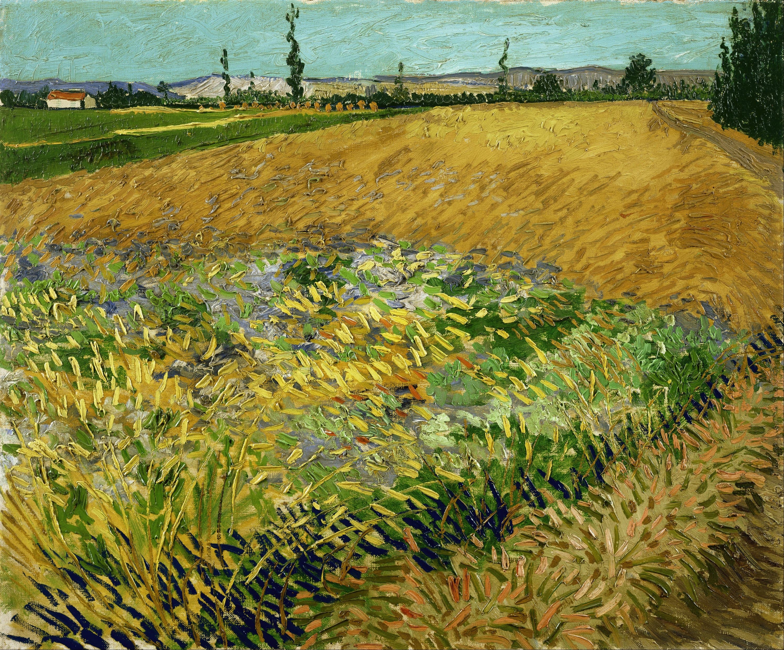 《麦田》（Wheatfield）｜文森特·梵高 Vincent van Gogh｜1888