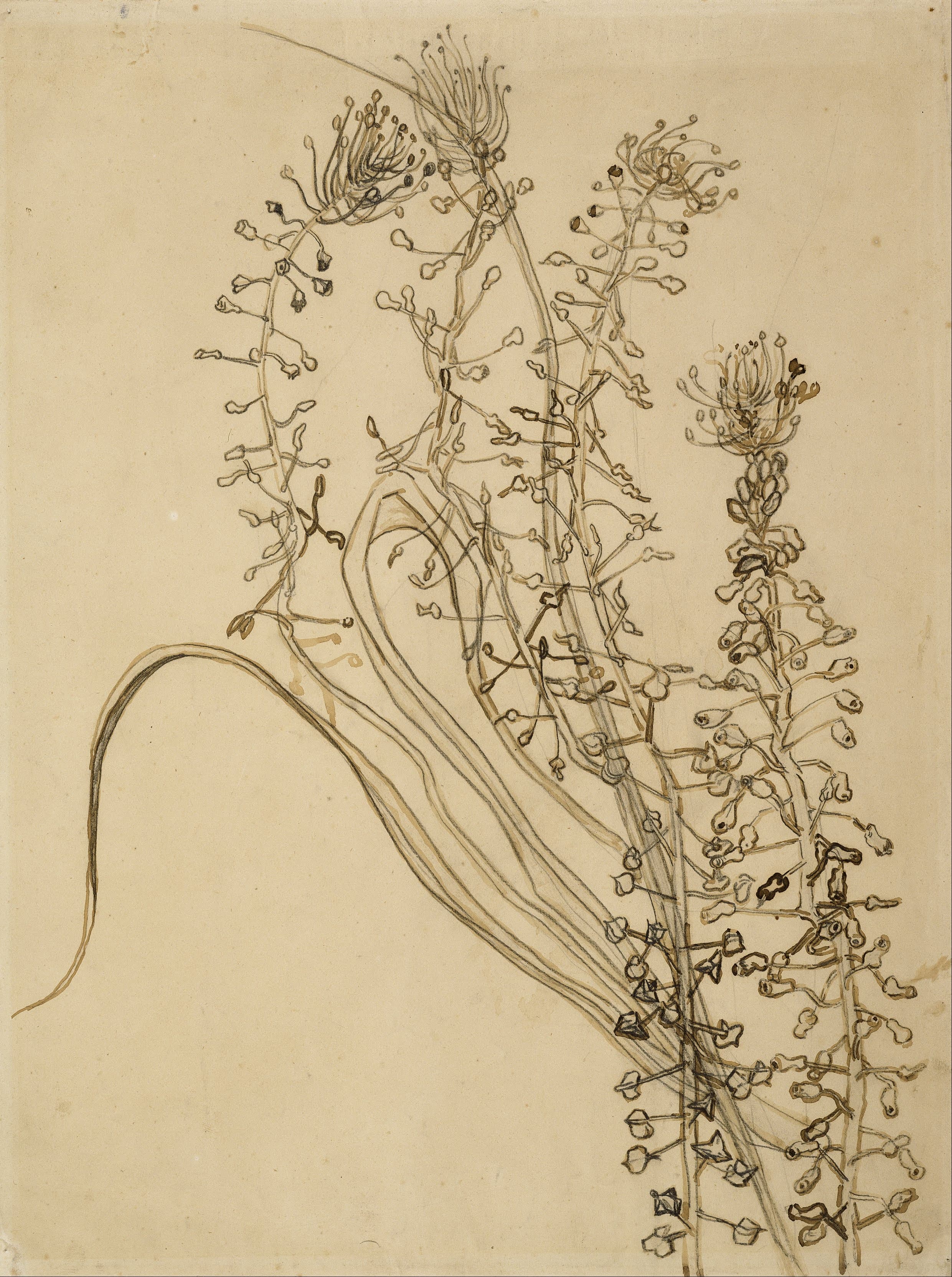《流苏风信子》（Tassel Hyacinth）｜文森特·梵高 Vincent van Gogh｜1890