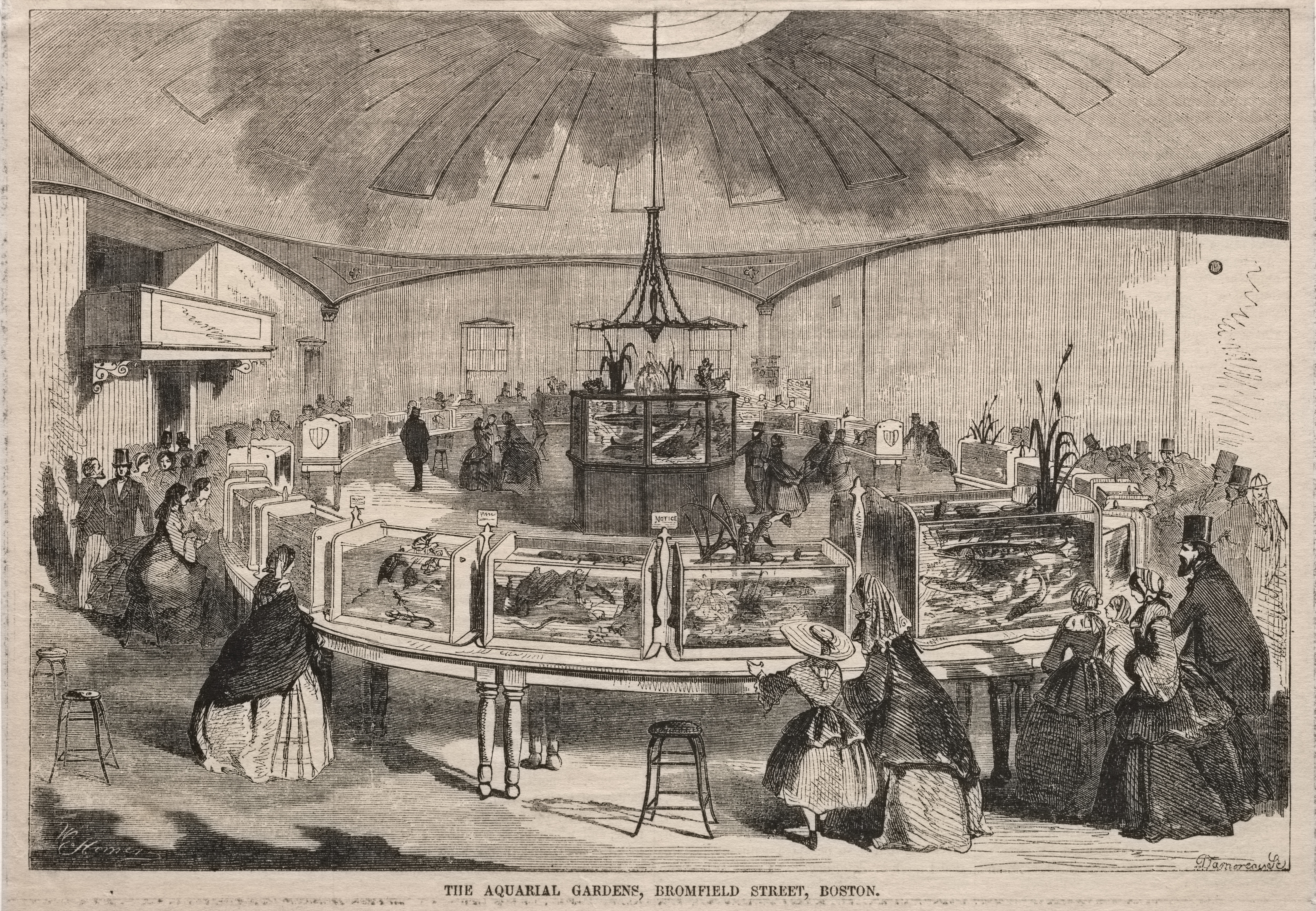 《波士顿布罗姆菲尔德街水族馆》（the aquarial gardens bromfield street boston）｜温斯洛·霍默 Winslow Homer｜1859