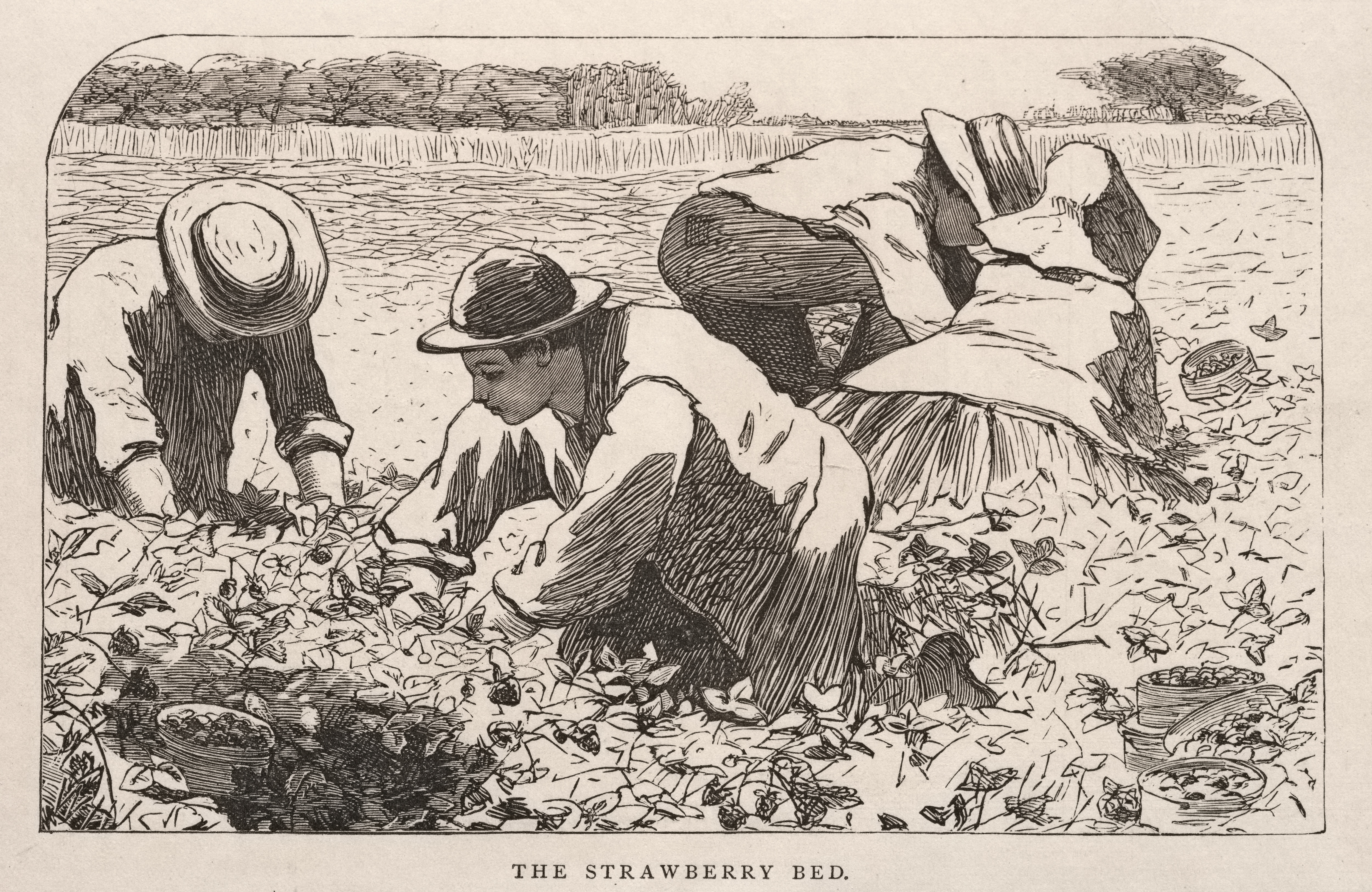 《草莓床》（the strawberry bed）｜温斯洛·霍默 Winslow Homer｜1868