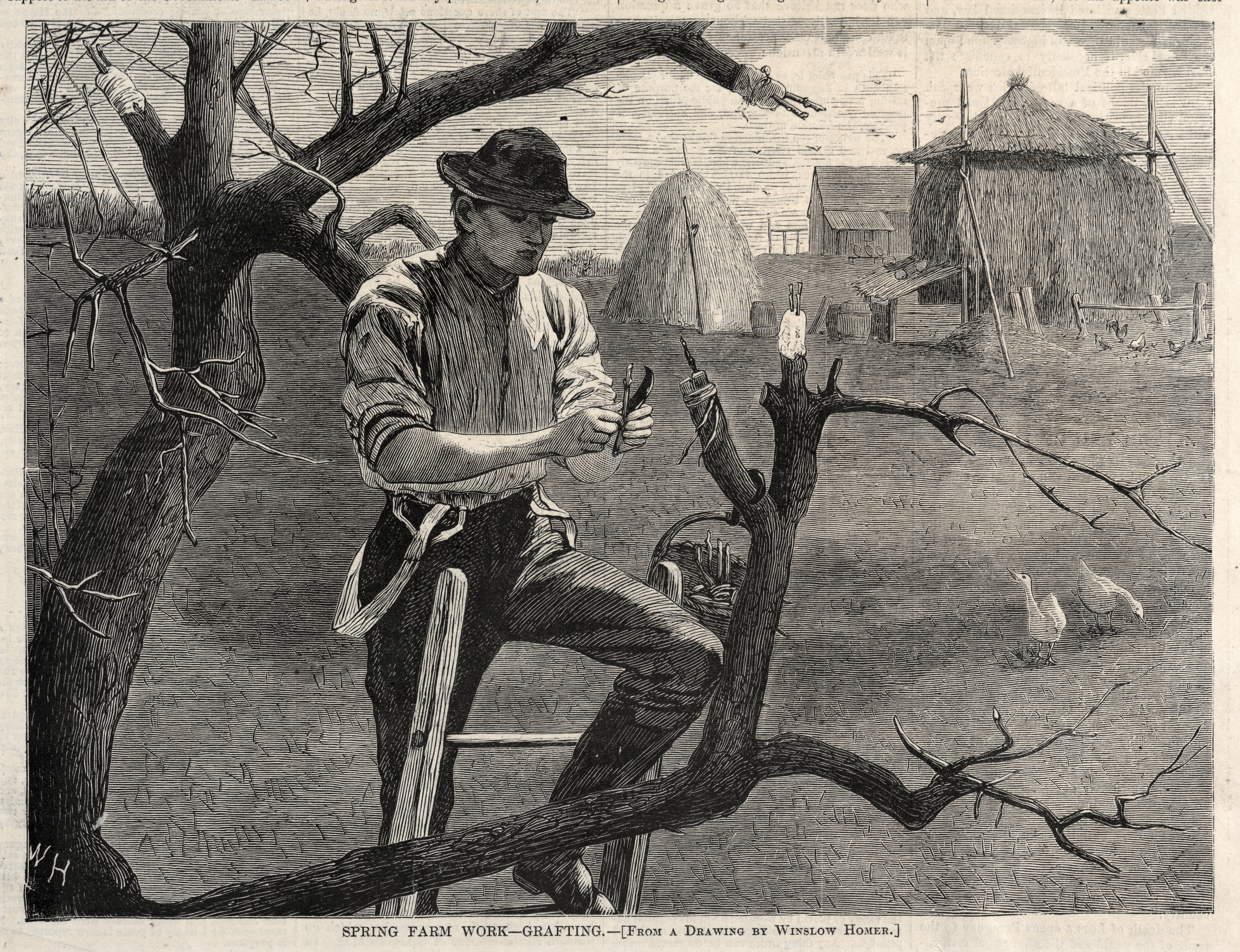 《春季农活嫁接》（spring farm work grafting）｜温斯洛·霍默 Winslow Homer｜1870