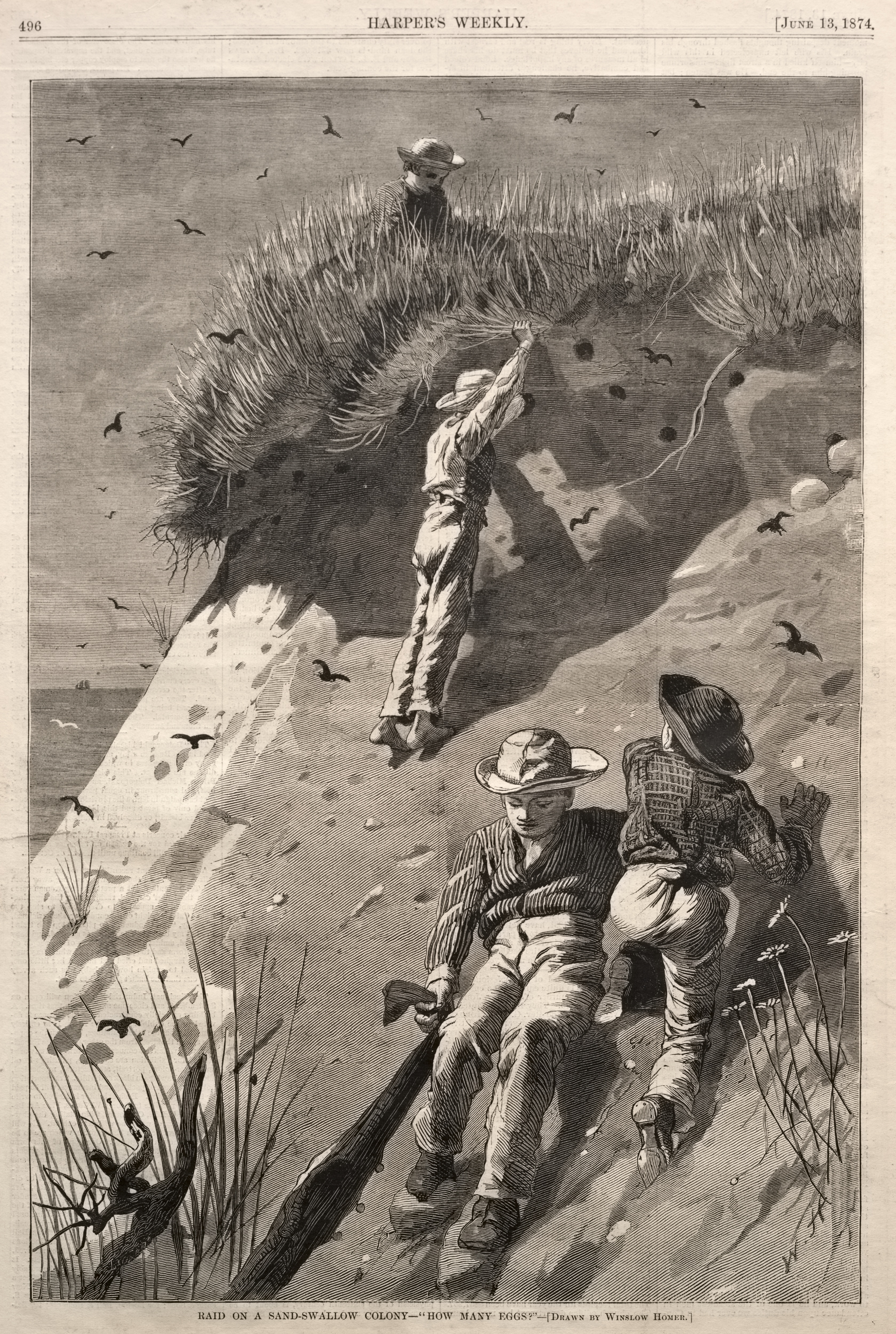 《突袭沙燕群有多少蛋》（raid on a sand swallow colony how many eggs）｜温斯洛·霍默 Winslow Homer｜1874
