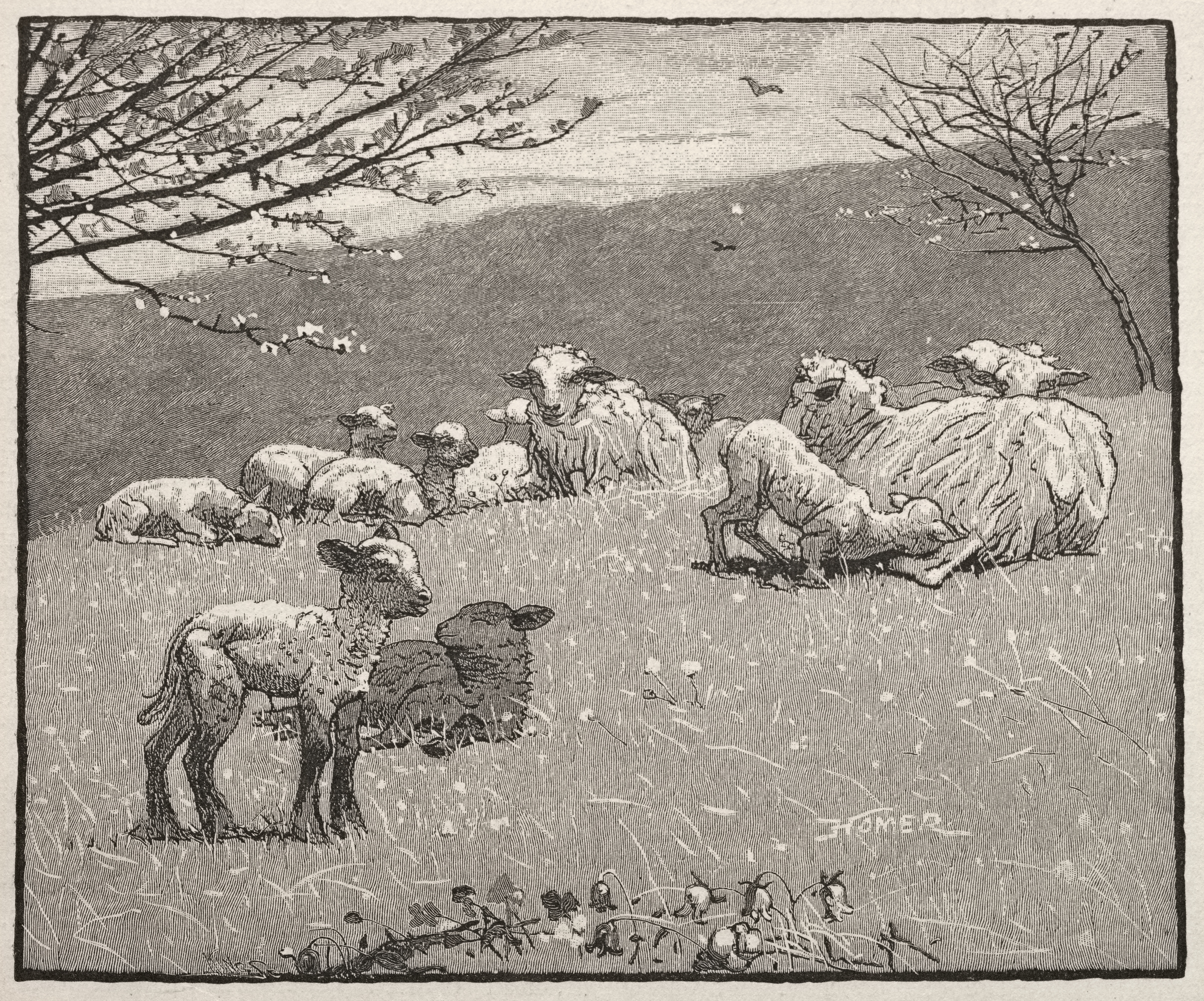 《春羔羊》（spring lamb）｜温斯洛·霍默 Winslow Homer｜1880