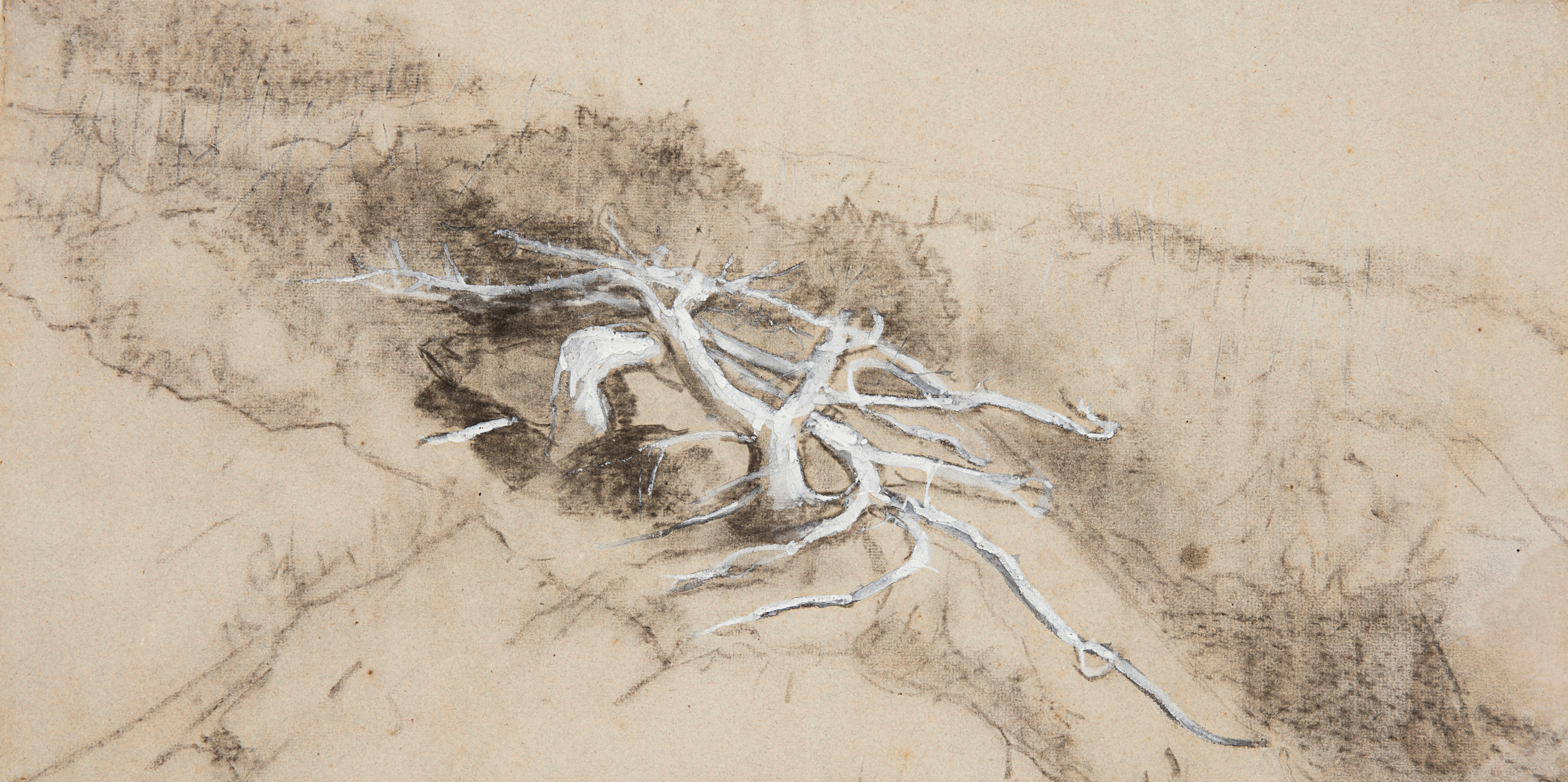 《山坡上的树根伸出脖子》（tree roots on a hillside prouts neck）｜温斯洛·霍默 Winslow Homer｜1884