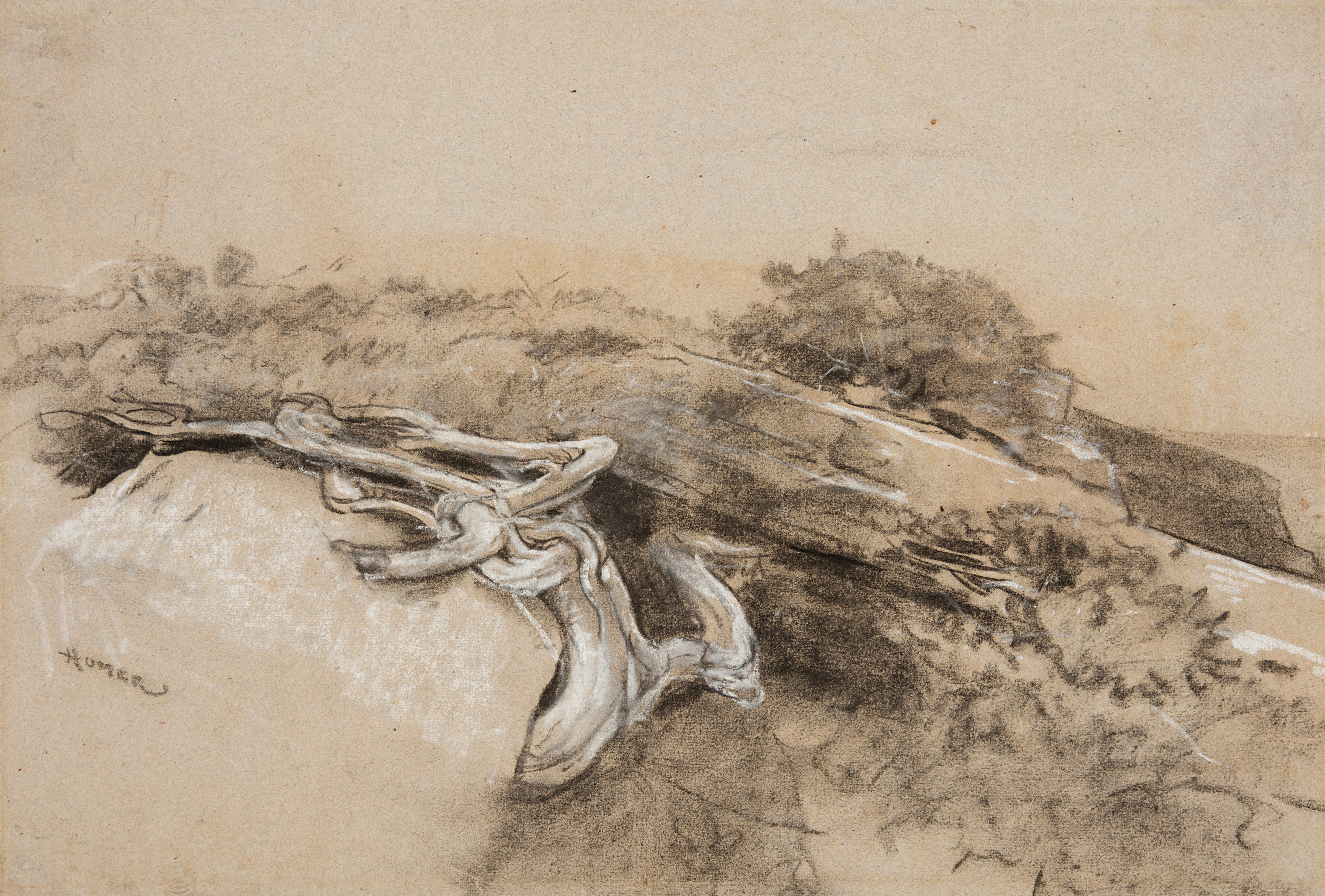 《树根伸出脖子》（tree roots prouts neck）｜温斯洛·霍默 Winslow Homer｜1884