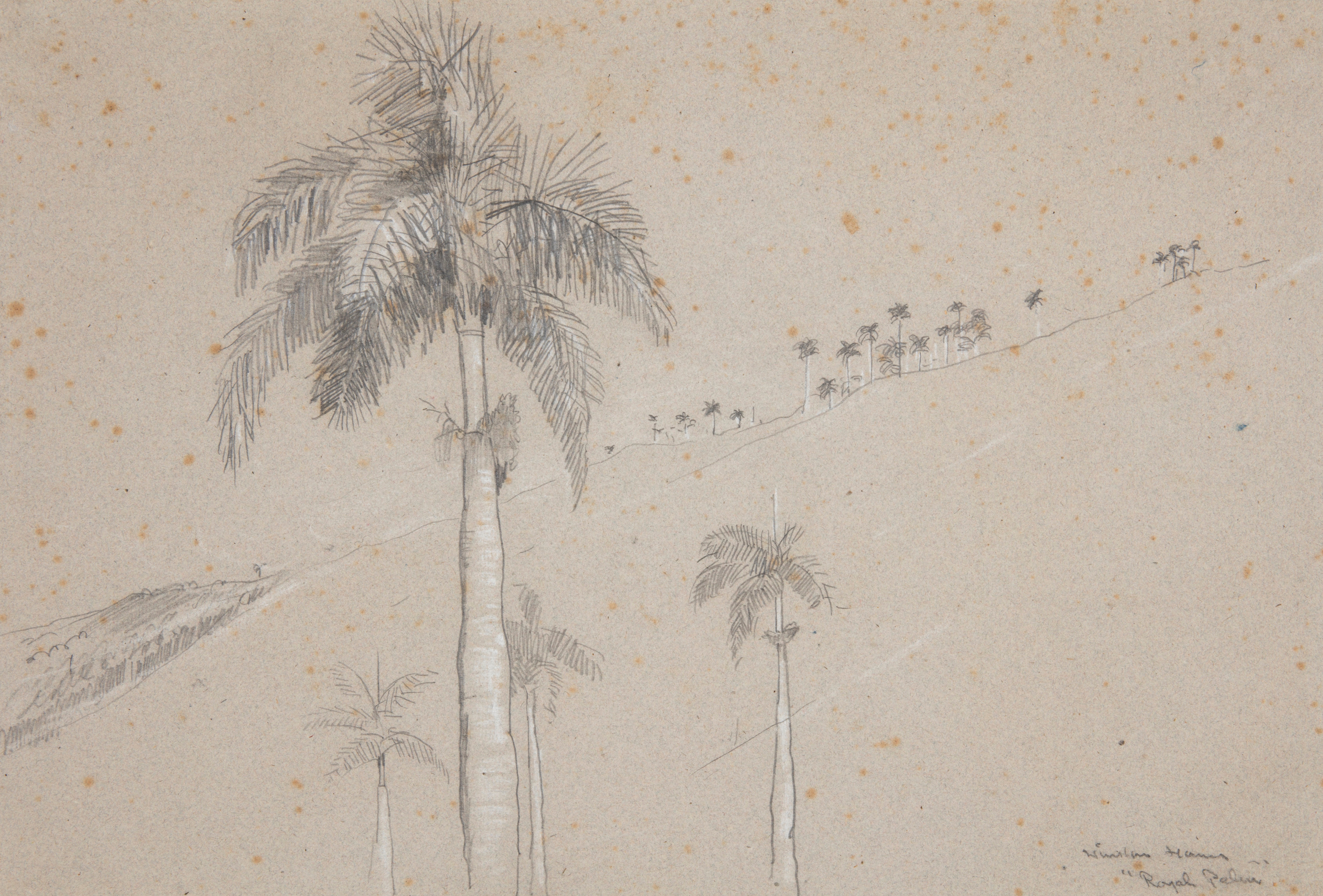 《古巴皇家棕榈酒店》（royal palm cuba）｜温斯洛·霍默 Winslow Homer｜1885