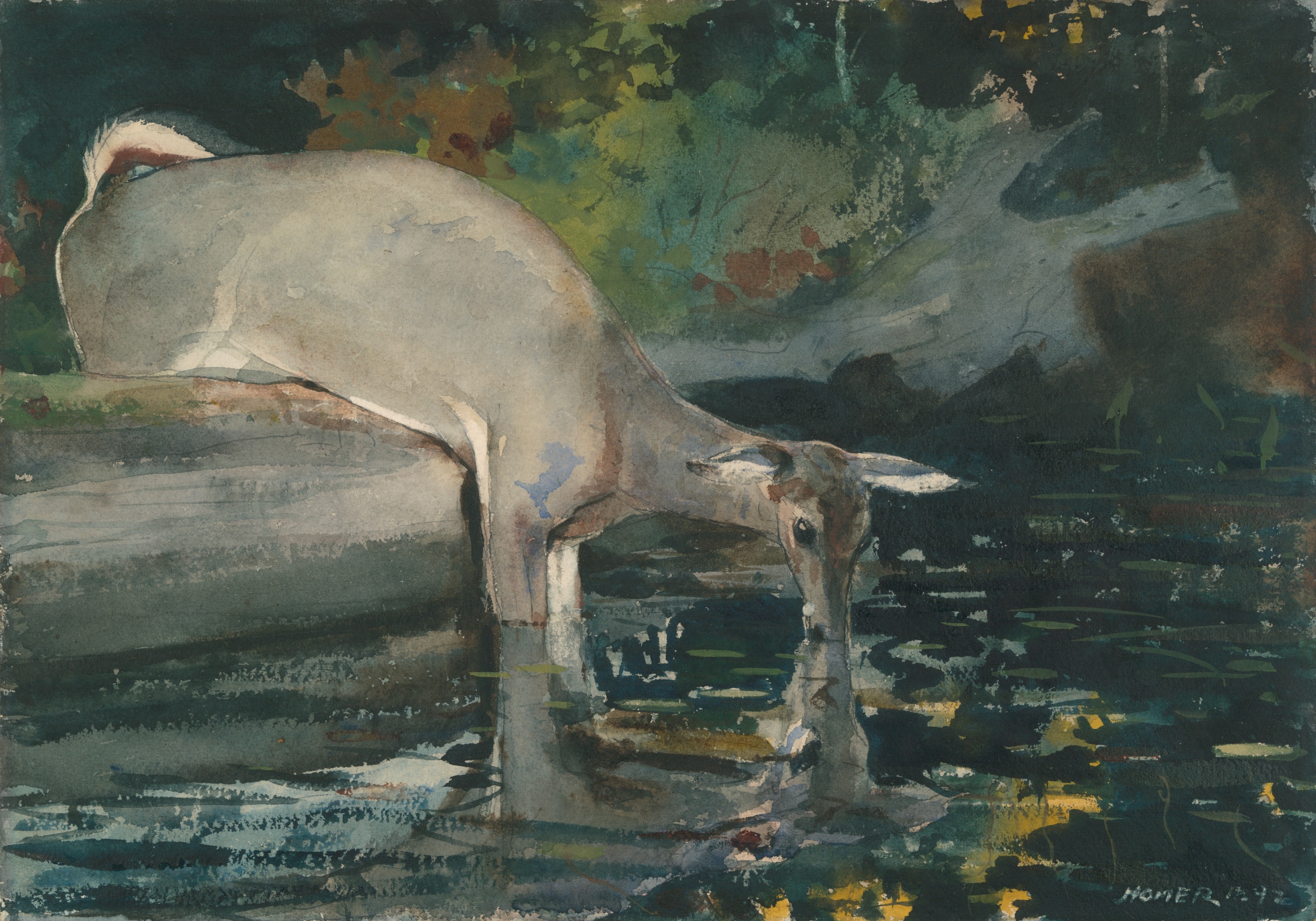 《鹿喝水》（deer drinking）｜温斯洛·霍默 Winslow Homer｜1892