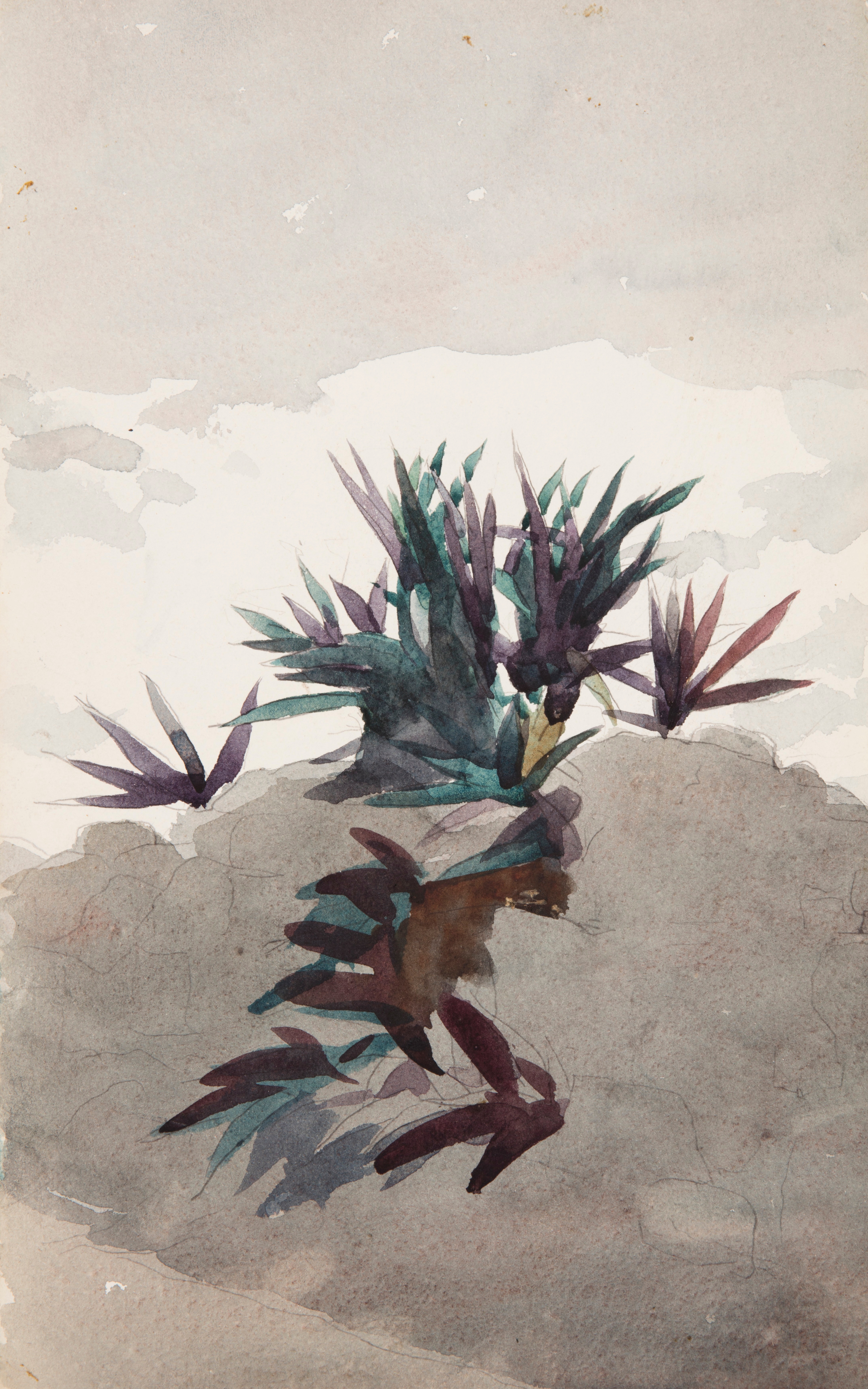 《长满龙舌兰的山坡》（hillside with clumps of maguey）｜温斯洛·霍默 Winslow Homer｜1898–1899